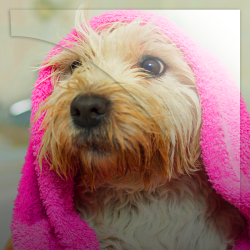 Le Bain de votre chien