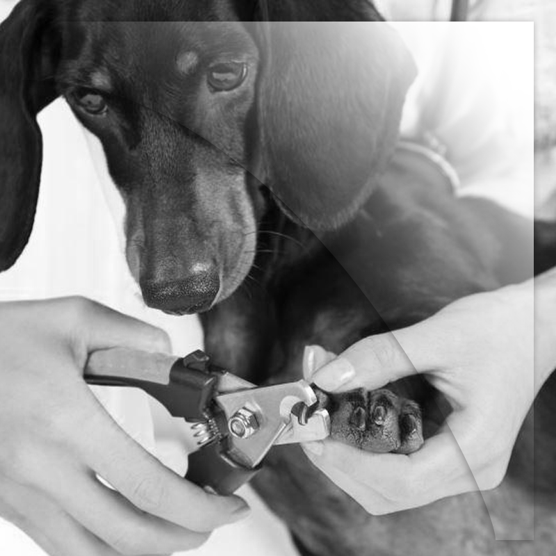 Coupe des ongles de votre chien